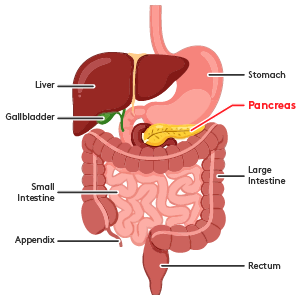 how does tobacco affect the pancreas Pathologic Cellular Events in Smoking-Related Pancreatitis Cancer and Tobacco Use: Tobacco