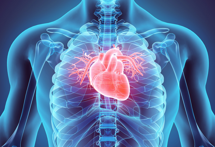 Illustration of human heart and chest